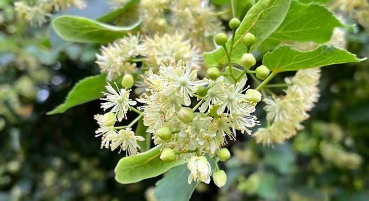 Nahaufnahme einer Blüte der Winterlinde